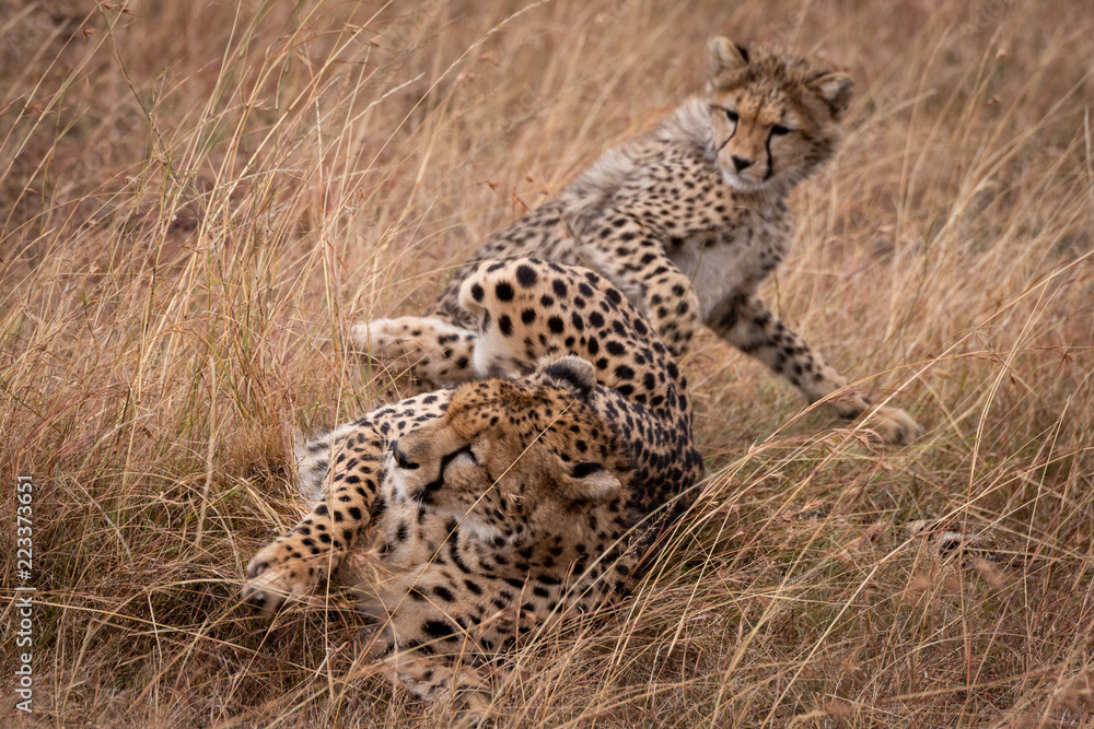 Fototapeta premium Cheetah and cub in grass play fighting