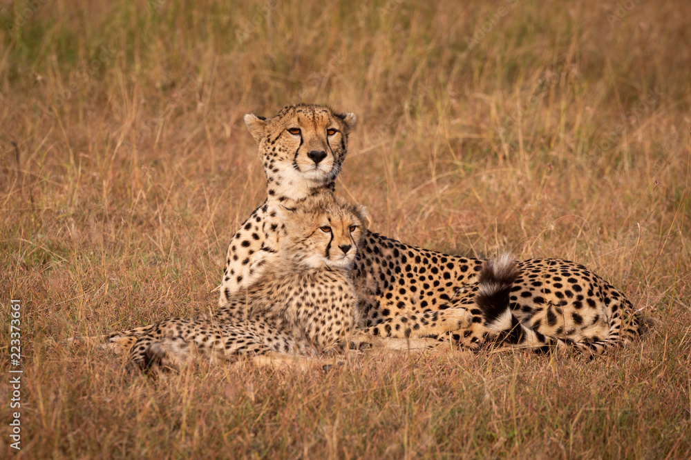 Cheetah and cub lie staring over grassland Cheetah and cub lie staring over grassland