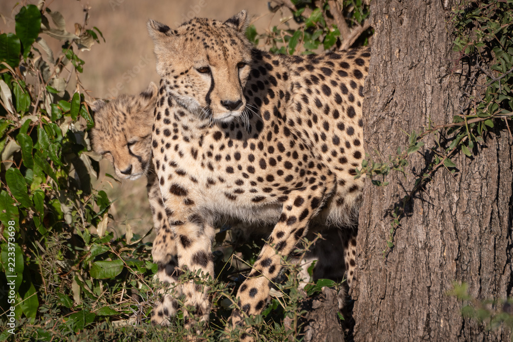 Cheetah and cub peep round tree trunk