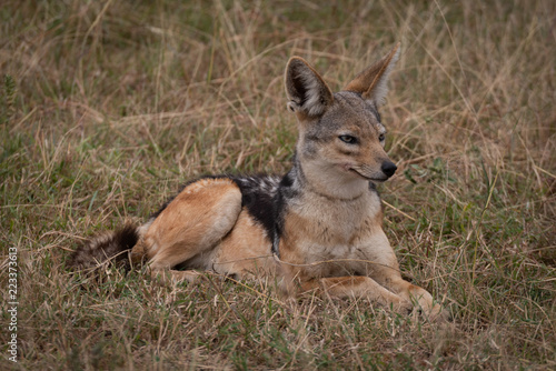 Black-backed jackal lying in grass looking right