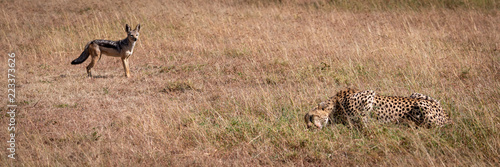 Black-backed jackal stands watching cheetah eat kill