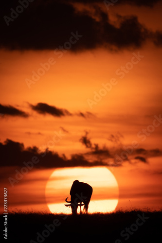 Blue wildebeest silhouetted in middle of sun