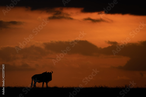 Blue wildebeest silhouetted at sunset on horizon