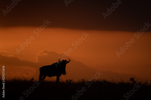 Fototapeta Naklejka Na Ścianę i Meble -  Blue wildebeest silhouetted at sundown on horizon