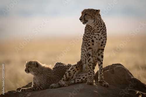 Cheetah and cub backlit on termite mound © Nick Dale