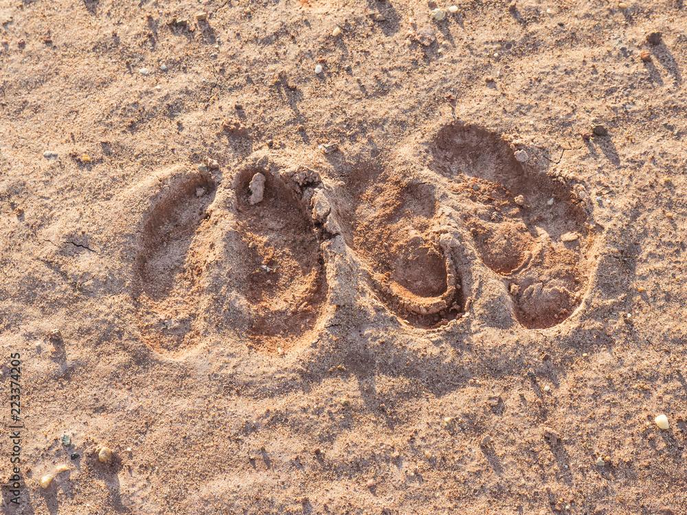 buffalo footprint in field,Thailand buffalo footprint in field,Thailand