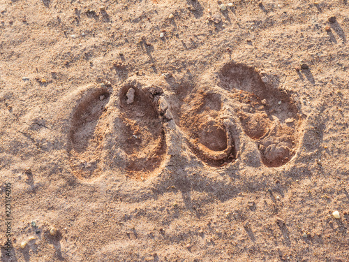 buffalo footprint in field,Thailand