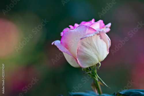 Pink rose flower