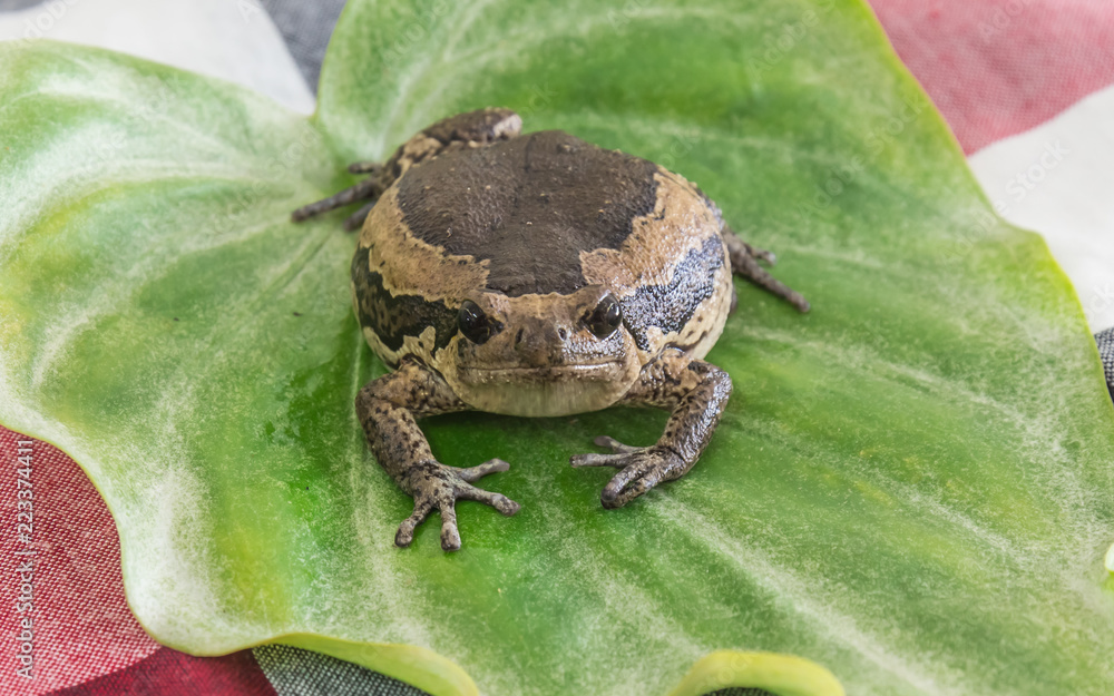 Obraz premium Bullfrog on leaf