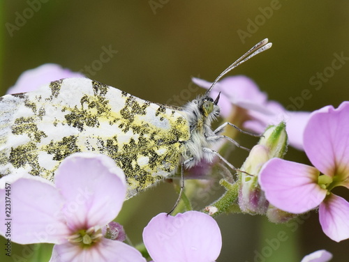 The  orange tip butterfly Anthocaris cardamines female on  cuckooflower photo