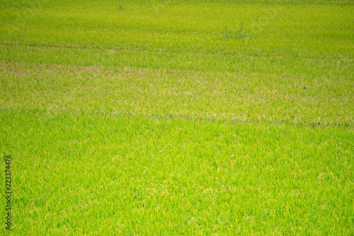 Green rice paddy field in South Korea around harvest season