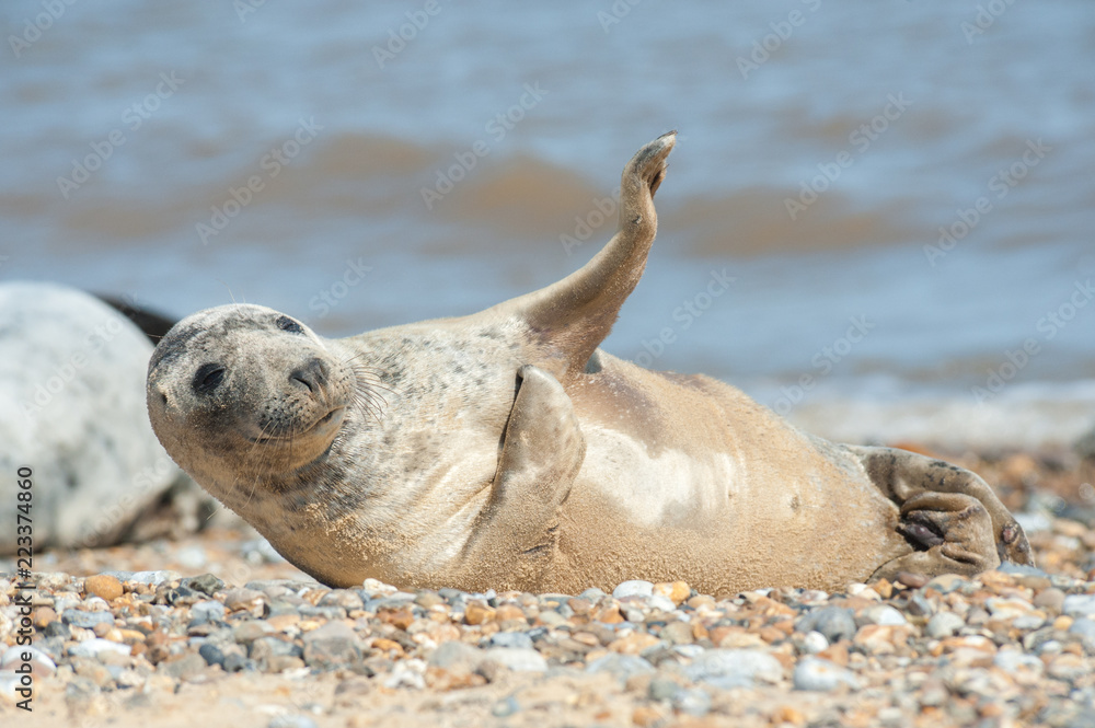 Fototapeta premium radosny szczenię foki na kamienistej plaży