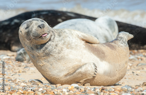 happy seal pup on a stony beach