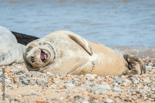 joyful seal on a stony beach