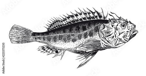Vector High Detail Scorpionfish Engraving