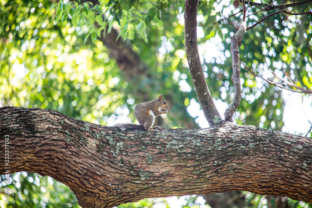 Eating my nut Eating my nut