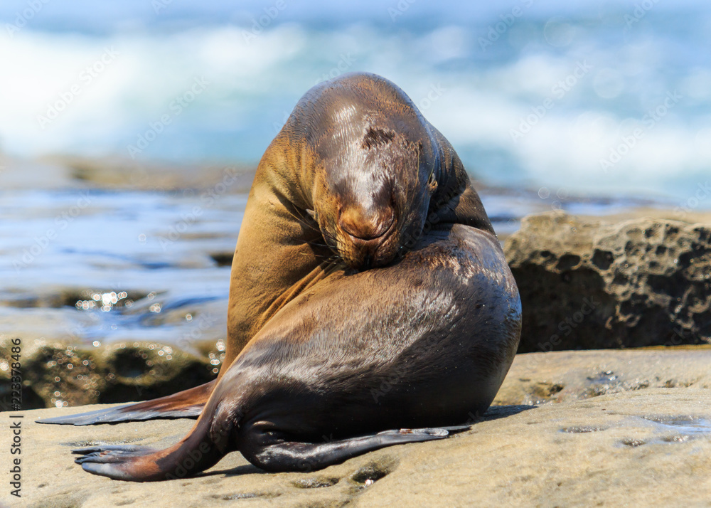 Fototapeta premium Sea Lion