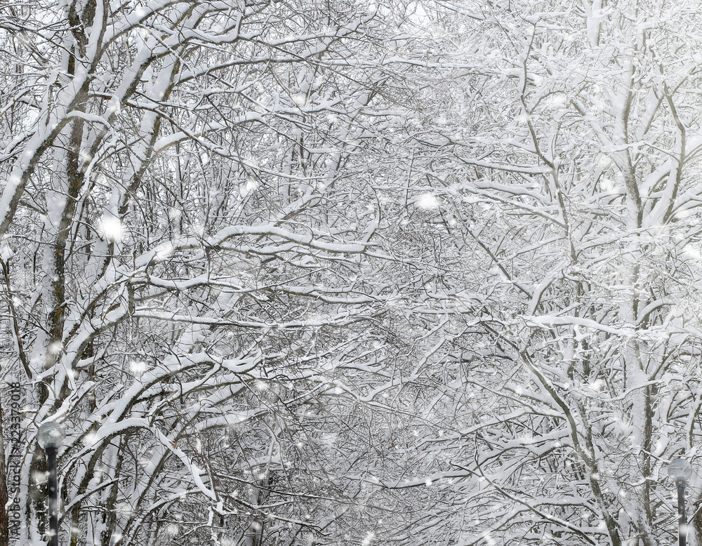 Winter park under the snow. A snowstorm in the city park. Park f Winter park under the snow. A snowstorm in the city park. Park f