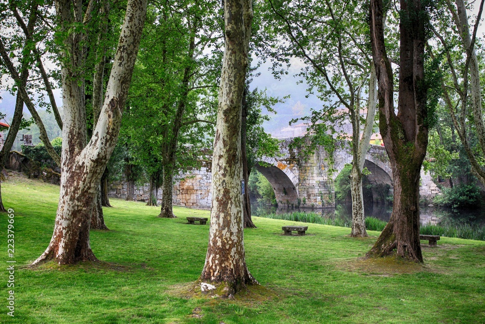 GRUPO DE ÁRBOLES EN VERDE