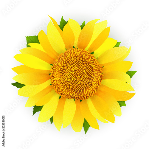 Fototapeta Naklejka Na Ścianę i Meble -  Sunflower isolated on white background vector