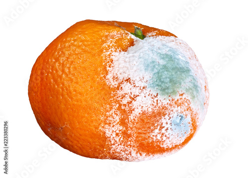 rotten and moldy orange