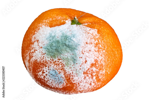 rotten and moldy orange