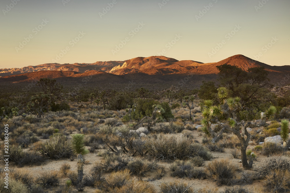 Fototapeta premium Joshua Tree Landscape