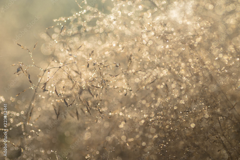 Obraz premium water dropd on dried grass