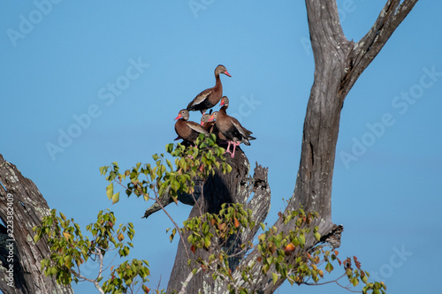 Cluster Duck