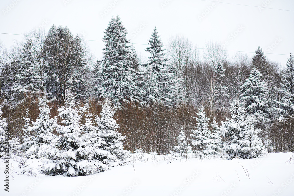 Fototapeta premium Landscape in the winter cloudy day