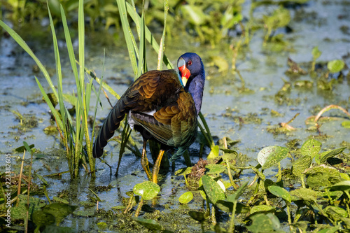 Purple Gallinule