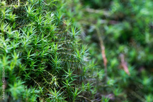 green moss leaves macro