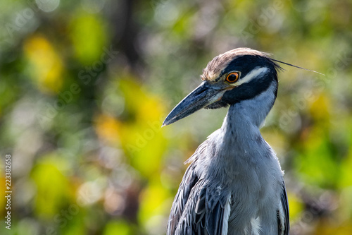 Yellow Crown Night Heron Portrait