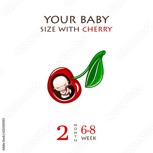 Stages of development of pregnancy, the size of the embryo for weeks. Human fetus inside the womb 1 to 9 months.Vector illustrations