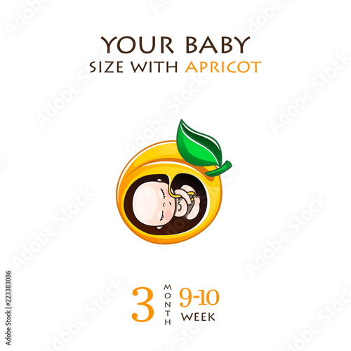 Stages of development of pregnancy, the size of the embryo for weeks. Human fetus inside the womb 1 to 9 months.Vector illustrations