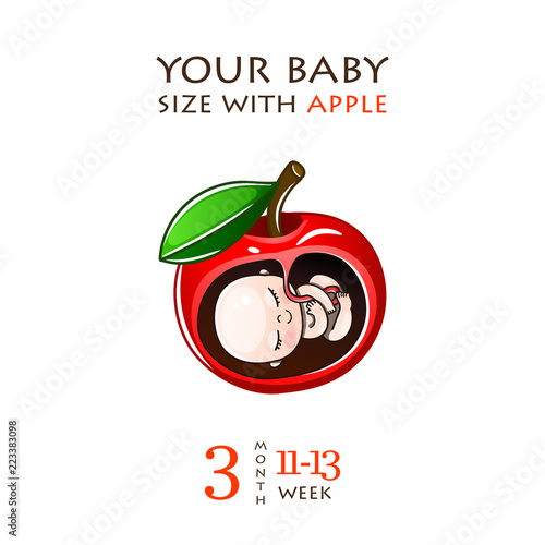 Stages of development of pregnancy, the size of the embryo for weeks. Human fetus inside the womb 1 to 9 months.Vector illustrations