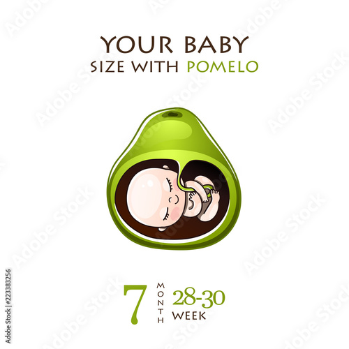 Stages of development of pregnancy, the size of the embryo for weeks. Human fetus inside the womb 1 to 9 months.Vector illustrations