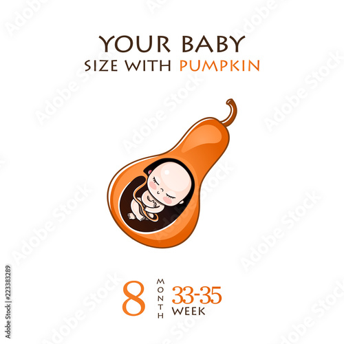 Stages of development of pregnancy, the size of the embryo for weeks. Human fetus inside the womb 1 to 9 months.Vector illustrations
