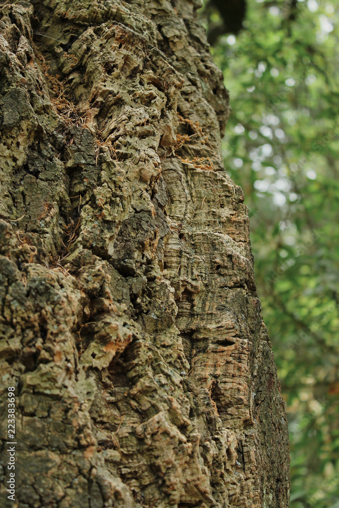 Fototapeta premium cork tree. bark. abstract background oak cork