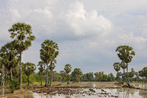 タイの田舎の風景水田と砂糖椰子 photo