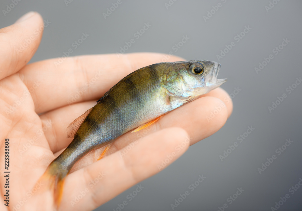 The little perch (Perca fluviatilis) is in human hands on blurred background. The small fish is in a fisherman's palm in outdoors.