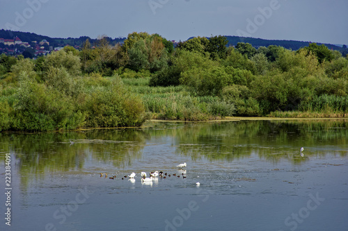 a flock of swans on the lake