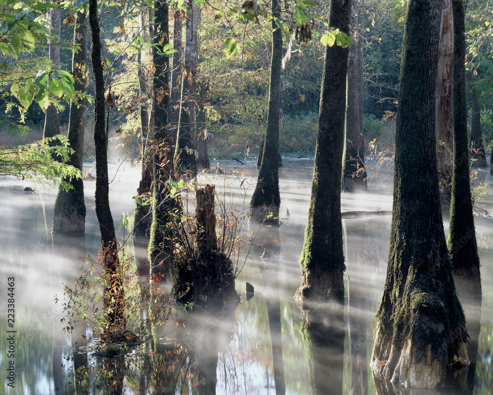 Obraz premium Pascagoula River