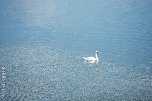 lonely Swan on the pond