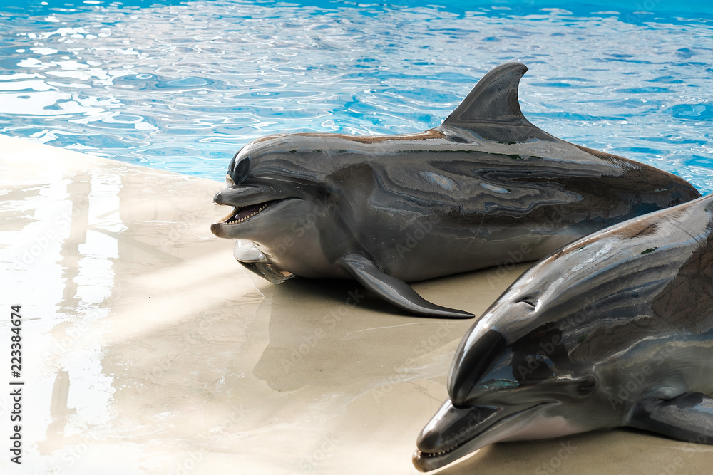 Fototapeta premium two dolphins on stage. Dolphin Assisted Therapy