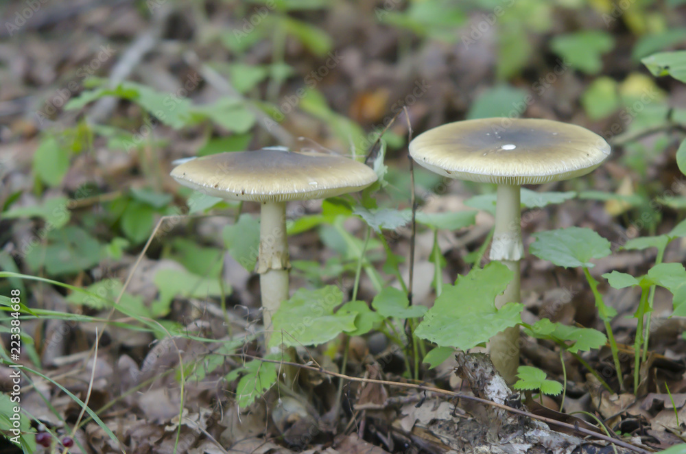 Amanita phalloides fungus, commonly known as the death cap. Two deadly poisonous fungus Amanita phalloides fungus, commonly known as the death cap. Two deadly poisonous fungus