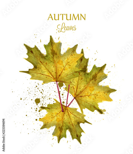 Autumn watercolor leaves Vector isolated on white background. Fall banner tem...