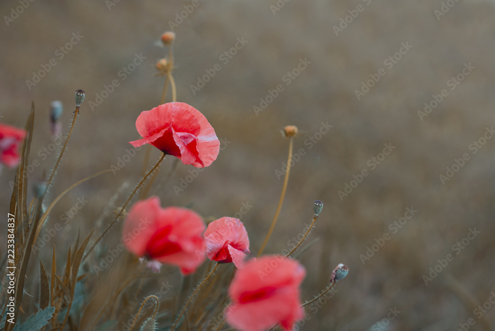 Naklejka premium Poppies