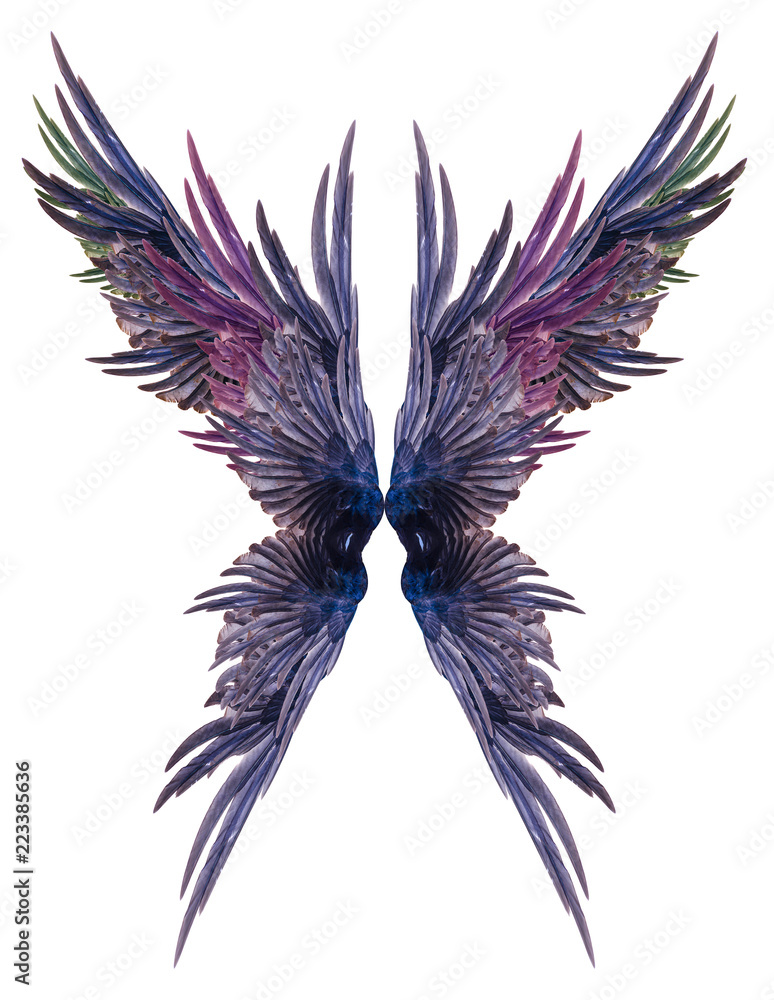 Fototapeta premium Beautiful wings on a white background.