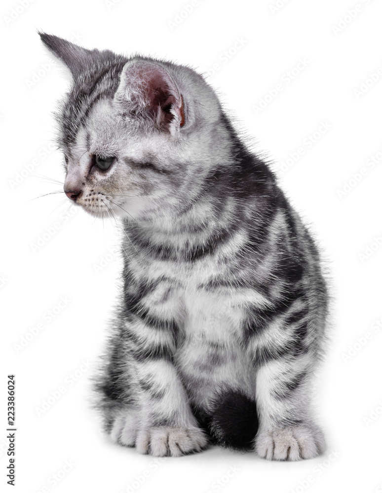 Fototapeta premium Pet kitten on the white background